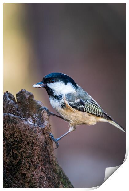 Coal tit (Periparus ater) Print by chris smith