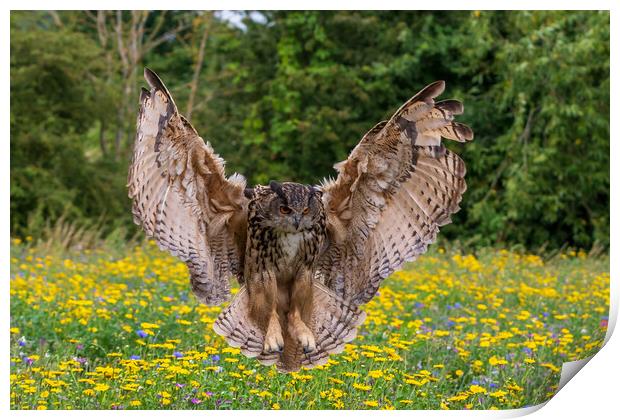 Eagle owl  (Bubo bubo) Print by chris smith