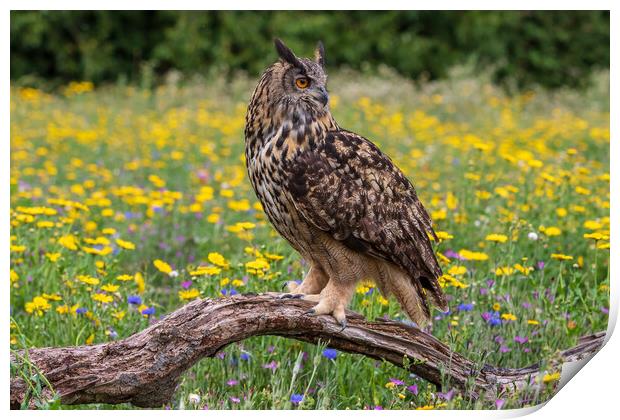 Eagle owl  (Bubo bubo) perched  Print by chris smith