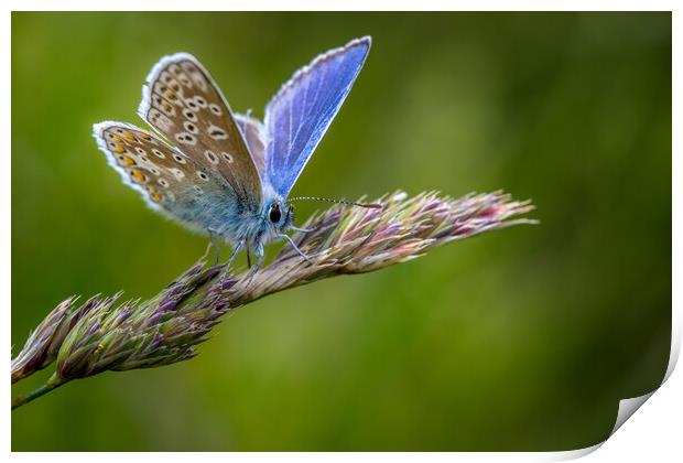 Common Blue butterfly (Polyommatus icarus) Print by chris smith