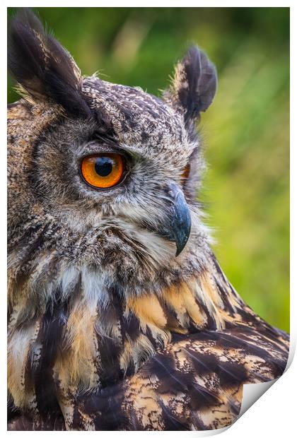 Eagle owl  (Bubo bubo) Print by chris smith