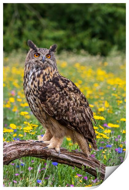 Eagle owl  (Bubo bubo) perched  Print by chris smith