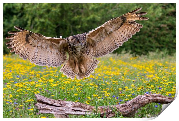 Eagle owl  (Bubo bubo) Print by chris smith