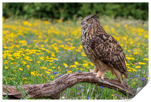 Eagle owl  (Bubo bubo) perched  Print by chris smith