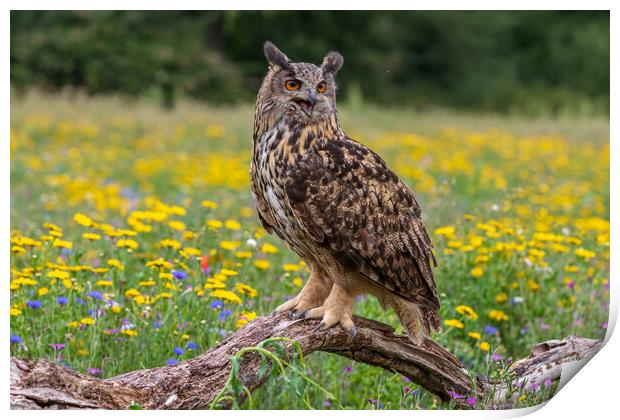 Eagle owl  (Bubo bubo) perched  Print by chris smith