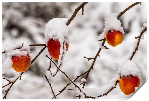Apples covered with snow Print by chris smith