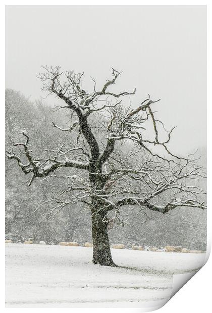 lone tree  Print by chris smith