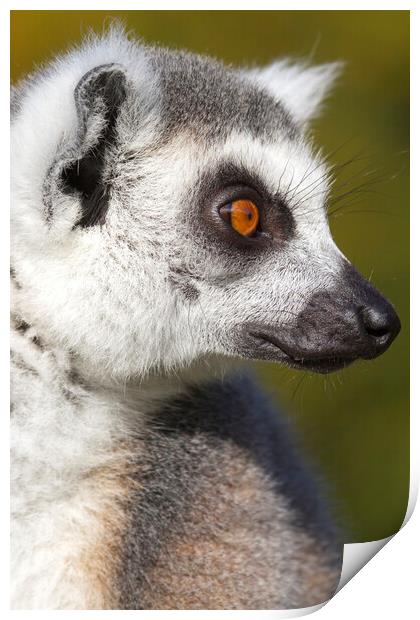 Ring-tailed lemur  (Lemur catta) Print by chris smith