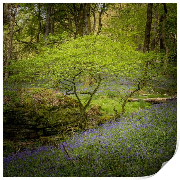 Bluebells (Hyacinthoides non-scripta)  Print by chris smith