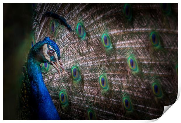 Peacock  Print by chris smith
