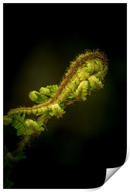 Fern Print by chris smith