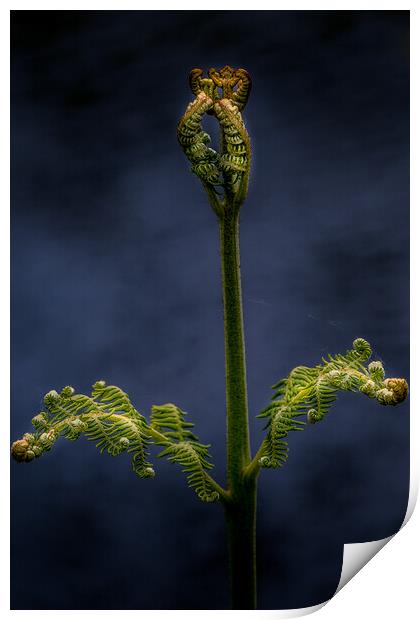 Fern Print by chris smith