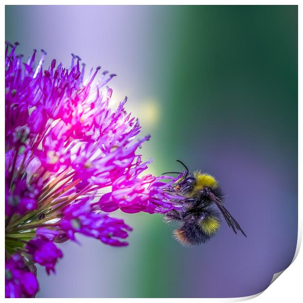 Allium with a bee Print by chris smith