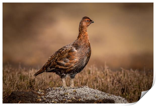 Red grouse (Lagopus lagopus) Print by chris smith