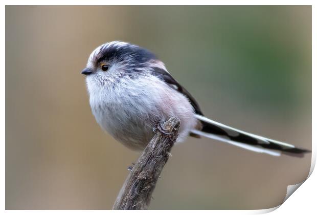 Long-tailed tit  Print by chris smith