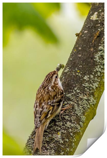 treecreeper (Certhia familiaris) Print by chris smith