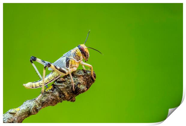 Locust Print by chris smith