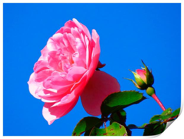 Pink rose  Print by diane daglish