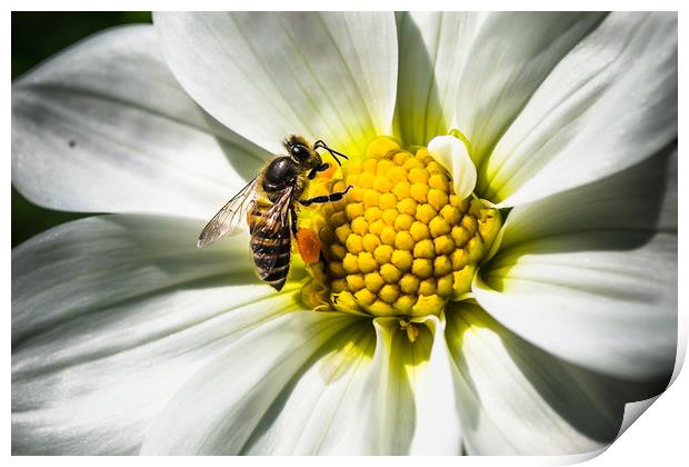 White Daisy and Honey Bee Print by Swapan Banik