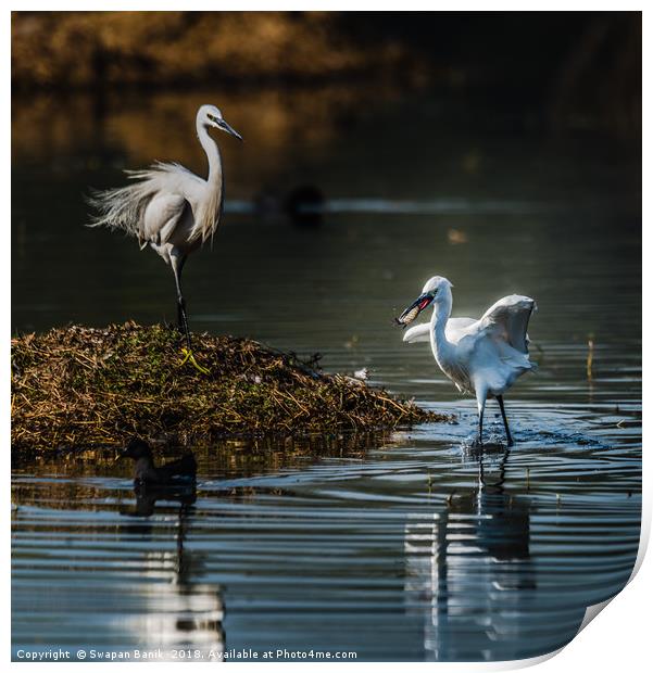 Egret with fish in mouth Print by Swapan Banik