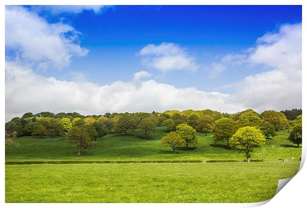  Spring trees Print by Mark Ollier