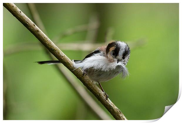  "Mouthful" (longtailed Tit) Print by Mark Ollier