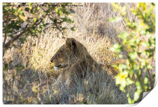 Serene South African Lioness Print by Stuart Clarke