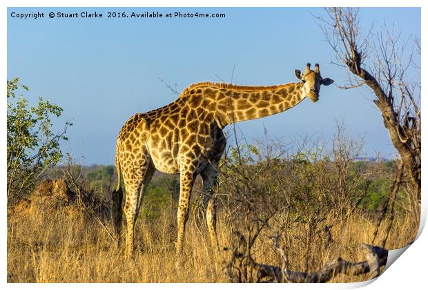 Elegant African Giraffe Print by Stuart Clarke