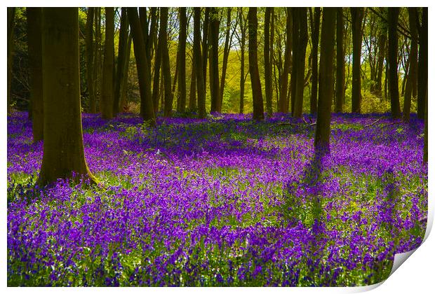 Bluebell Wood Micheldever , Hampshire .England  Print by Philip Enticknap