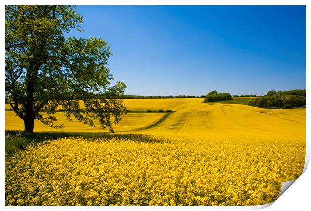 Rapeseed field,West Sussex, England  Print by Philip Enticknap