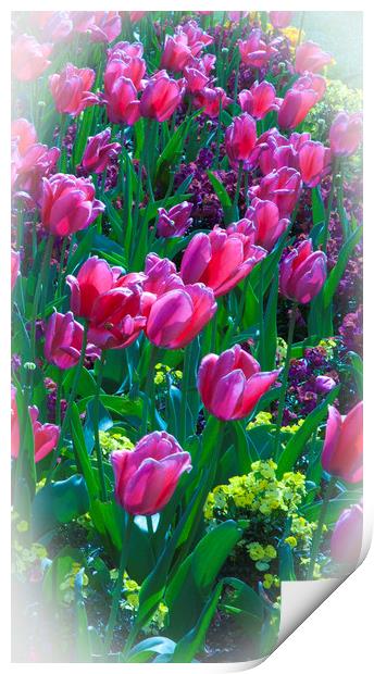Pink Tulips & Spring Flowers  Print by Philip Enticknap