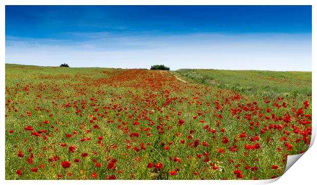 Poppy Field near Guildford Surrey  Print by Philip Enticknap