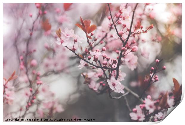 Powder Pink Blossoms Print by Zahra Majid