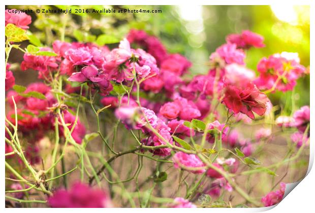 Dark Pink Roses Print by Zahra Majid