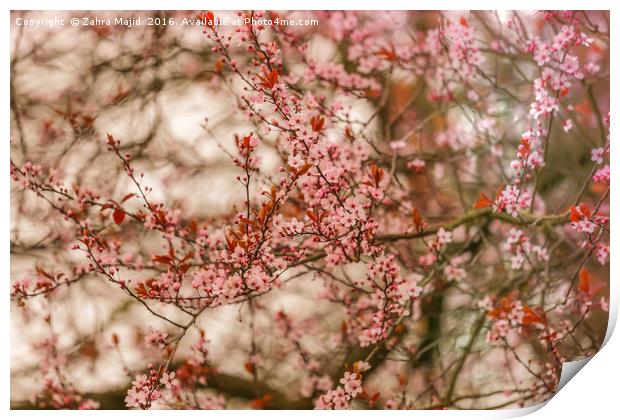 Pink Blossoms Print by Zahra Majid