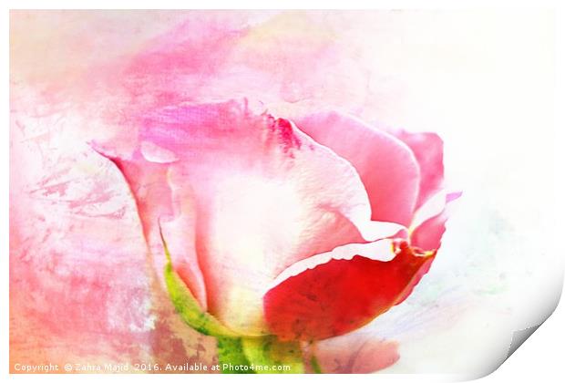 A British Rose Print by Zahra Majid