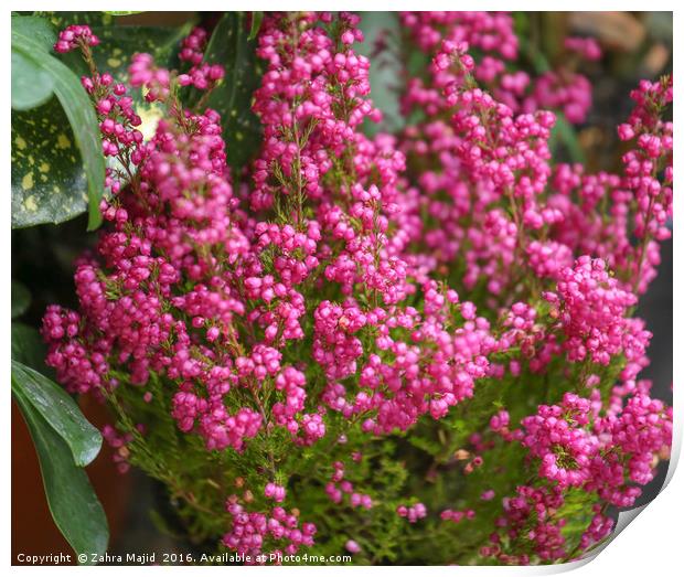 Bright Pink Jewels of Nature Print by Zahra Majid