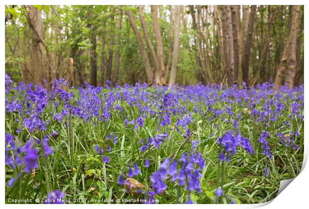 BlueBell Fields of Lilac Print by Zahra Majid