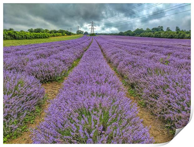 Lavender Fields Print by Zahra Majid