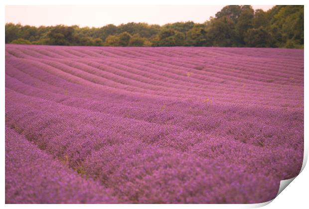 Pink Fields of Lavender Print by Zahra Majid