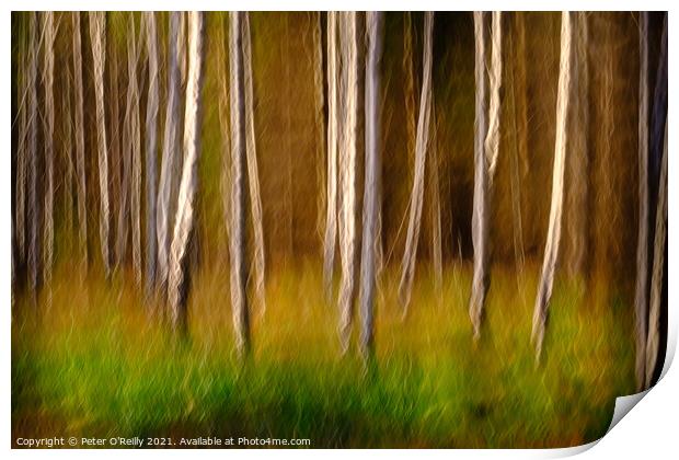 Birches in Autumn Print by Peter O'Reilly
