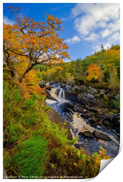 Rogie Falls in Autumn Print by Peter O'Reilly
