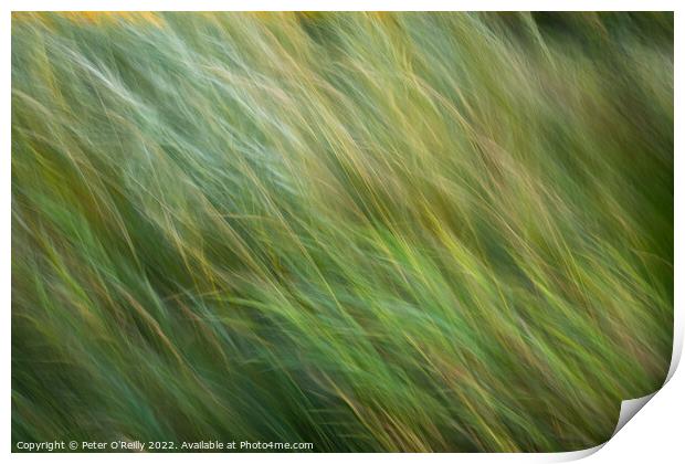 Flowing Grasses Print by Peter O'Reilly