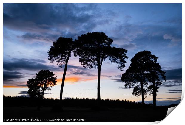 The Pines at Sunset Print by Peter O'Reilly
