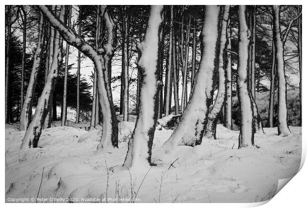 Snow Trees I Print by Peter O'Reilly