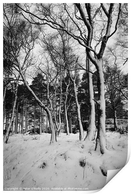 Snow Trees II Print by Peter O'Reilly