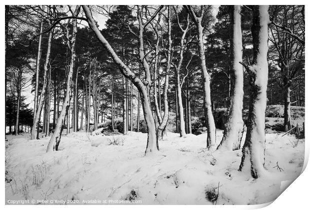 Snow Trees III Print by Peter O'Reilly