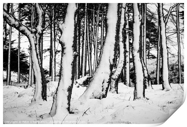 Snow Trees V Print by Peter O'Reilly
