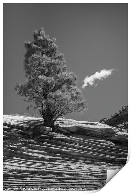 Desert Tree #2 Print by Peter O'Reilly