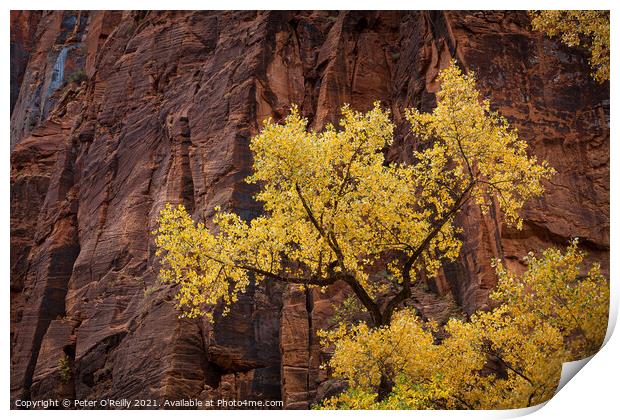 Cottonwood and Sandstone, Zion National Park Print by Peter O'Reilly